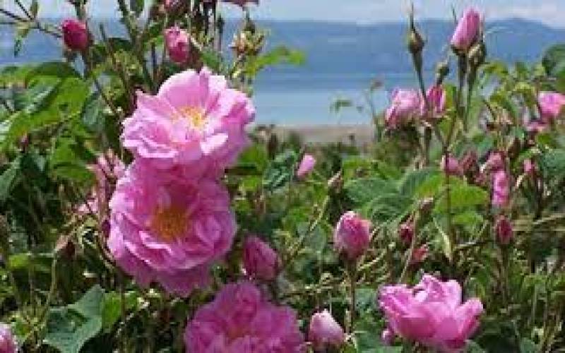 اختصاص ۳۹۰ هکتار از اراضی جنوب کرمان به کشت گل محمدی